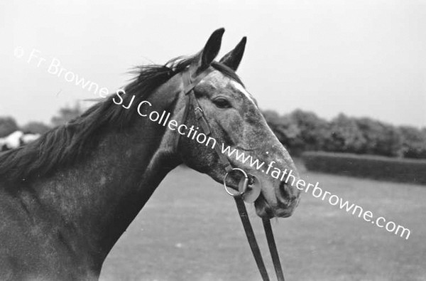 AT MALLICKS BLACKRATH,RACEHORSE